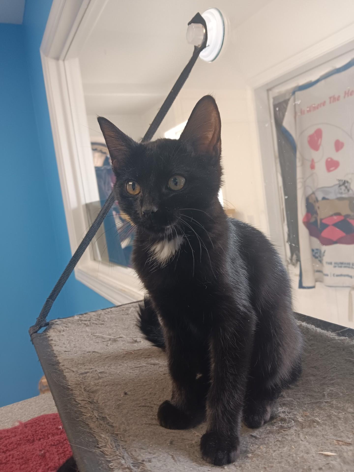 Samuels, an adoptable Domestic Short Hair in Polson, MT, 59860 | Photo Image 2