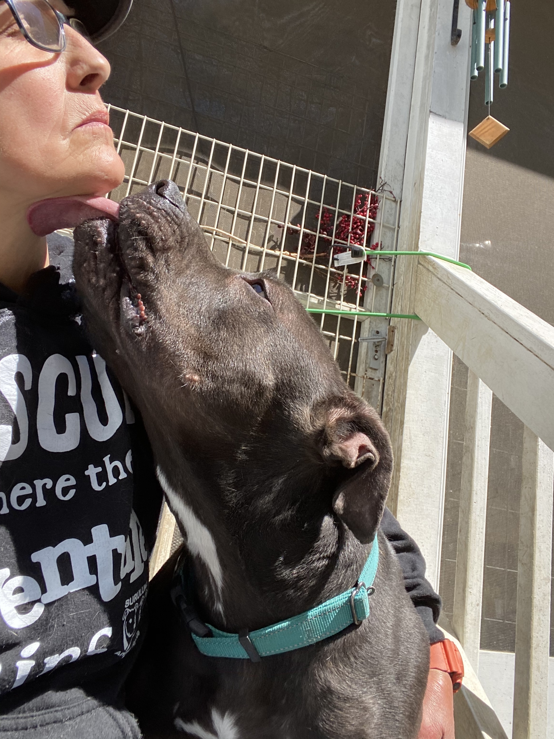 MARS, a Adoptable mixed breed in Morris, NY image 1/5