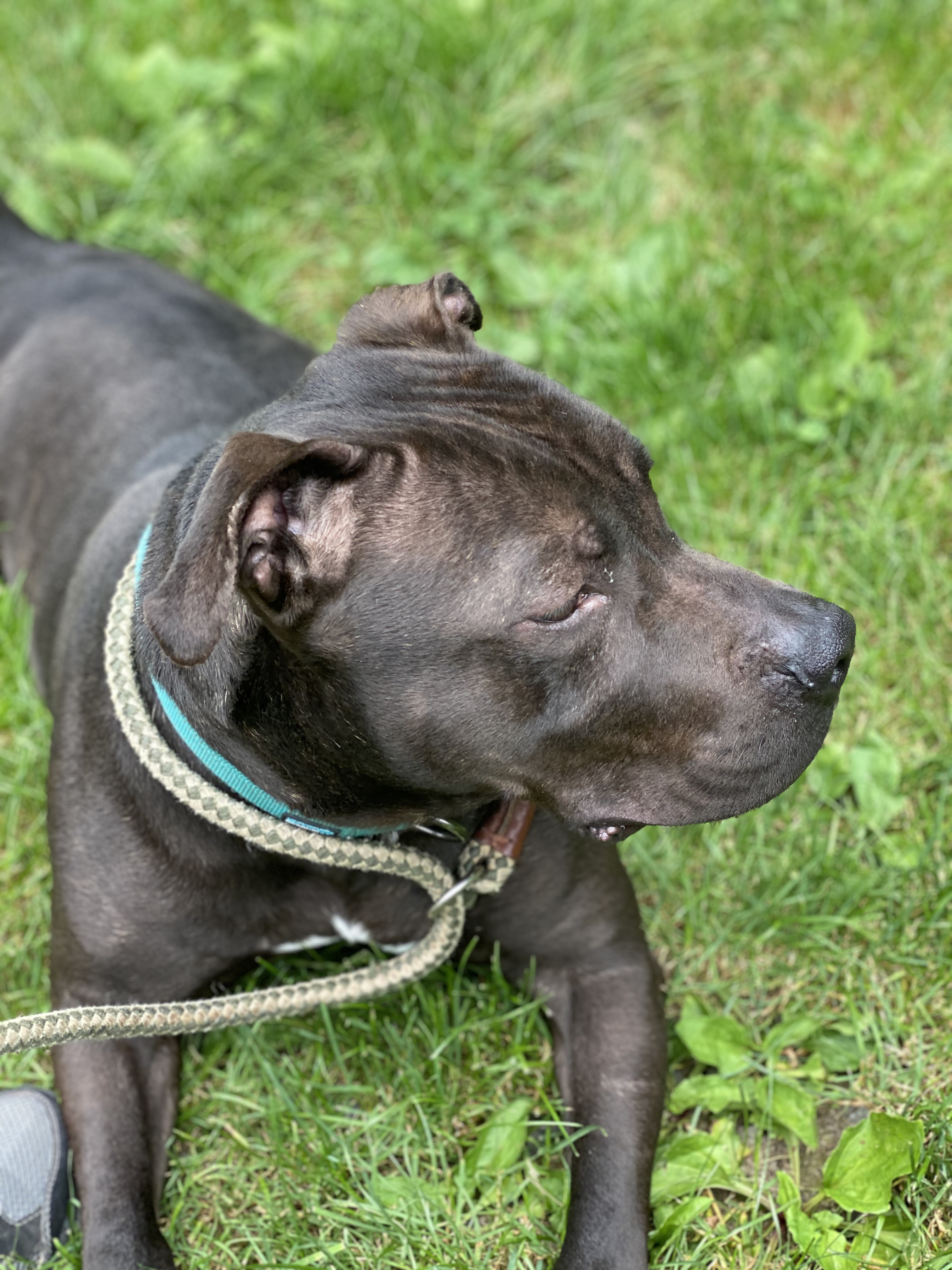 MARS, a Adoptable mixed breed in Morris, NY image 3/5