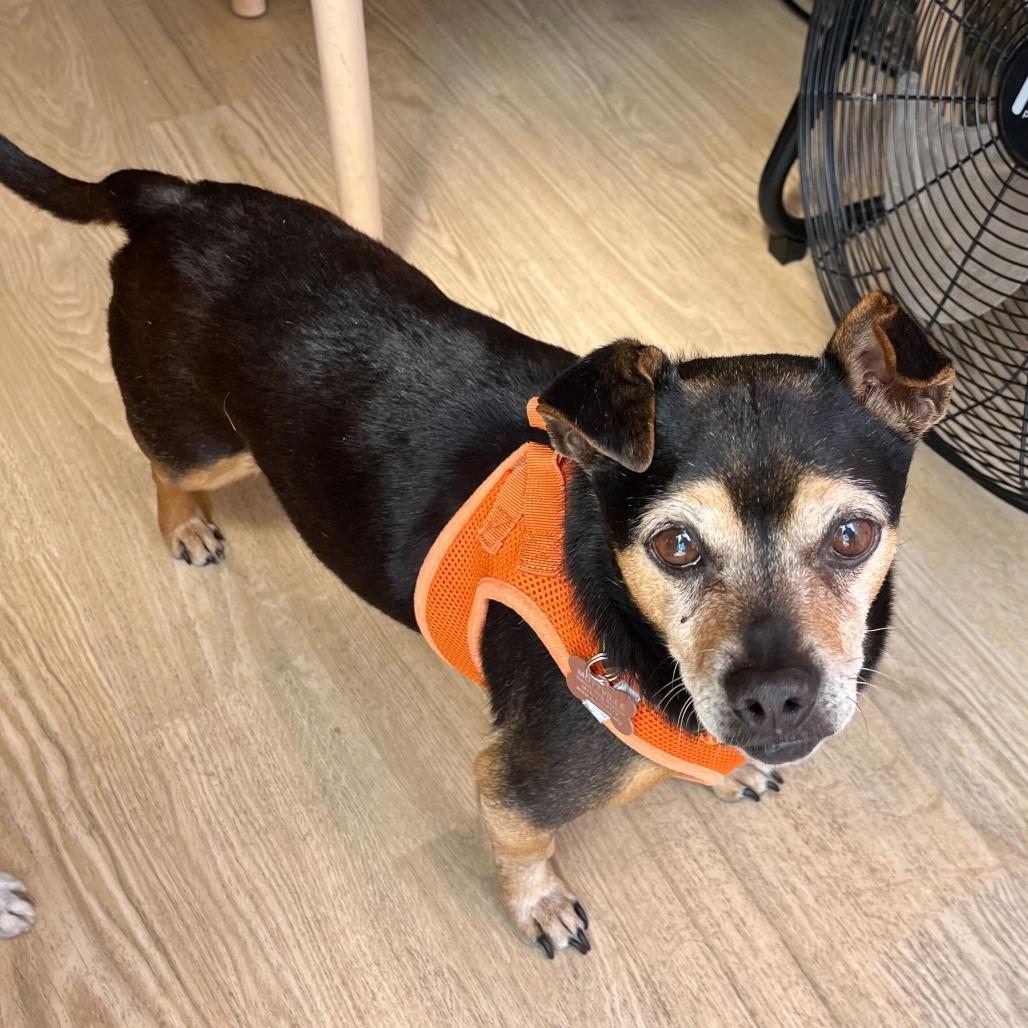 Jockey 14026, Adoptable, Senior Male Chihuahua & Mixed Breed.