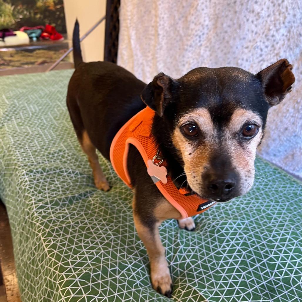 Enlarge Jockey 14026, a Adoptable mixed breed in San Francisco, CA image 2/6