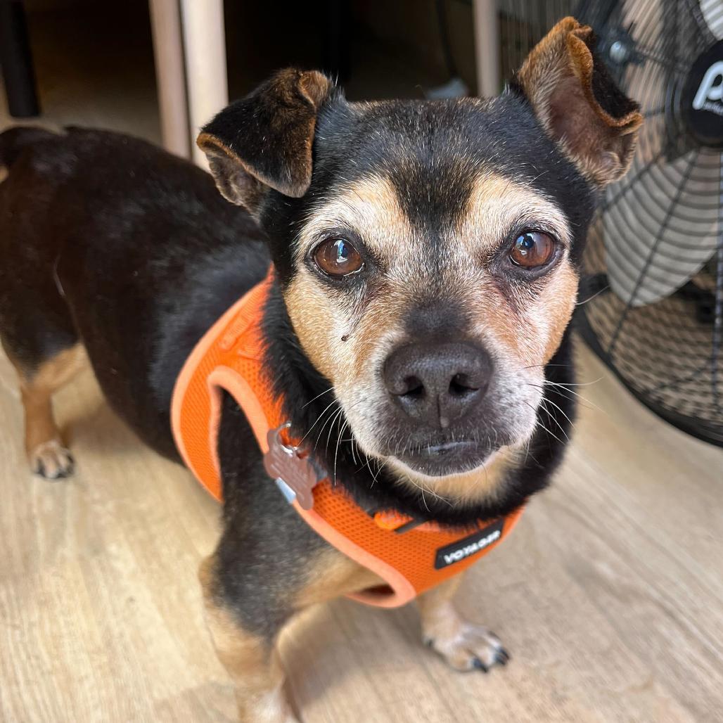Enlarge Jockey 14026, a Adoptable mixed breed in San Francisco, CA image 3/6