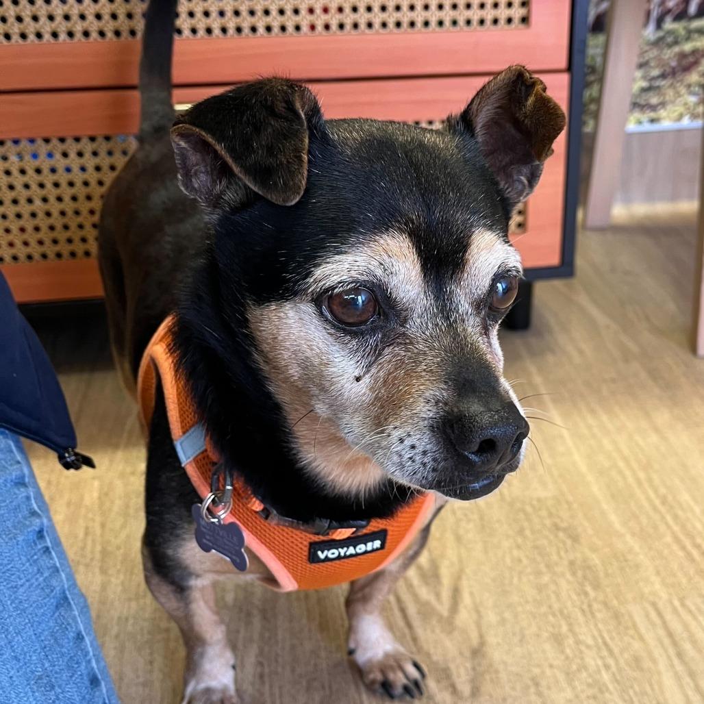 Enlarge Jockey 14026, a Adoptable mixed breed in San Francisco, CA image 4/6