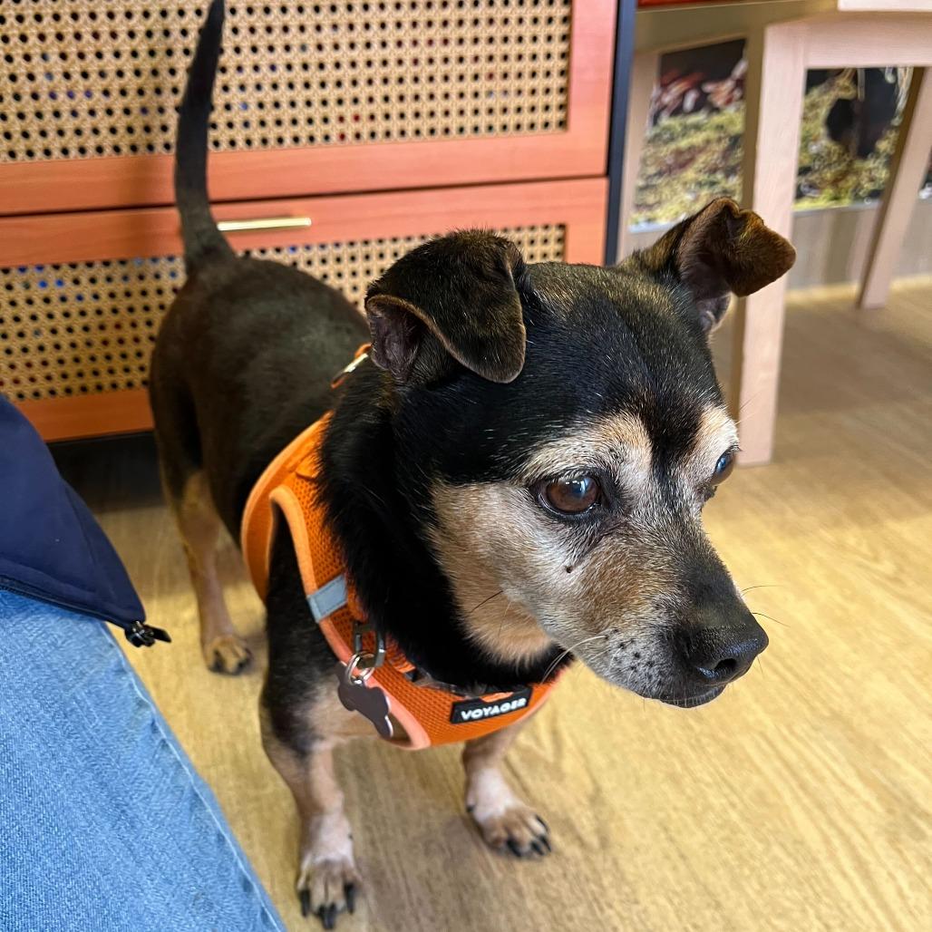 Enlarge Jockey 14026, a Adoptable mixed breed in San Francisco, CA image 5/6