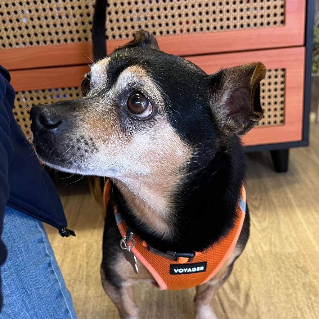 Enlarge Jockey 14026, a Adoptable mixed breed in San Francisco, CA image 6/6