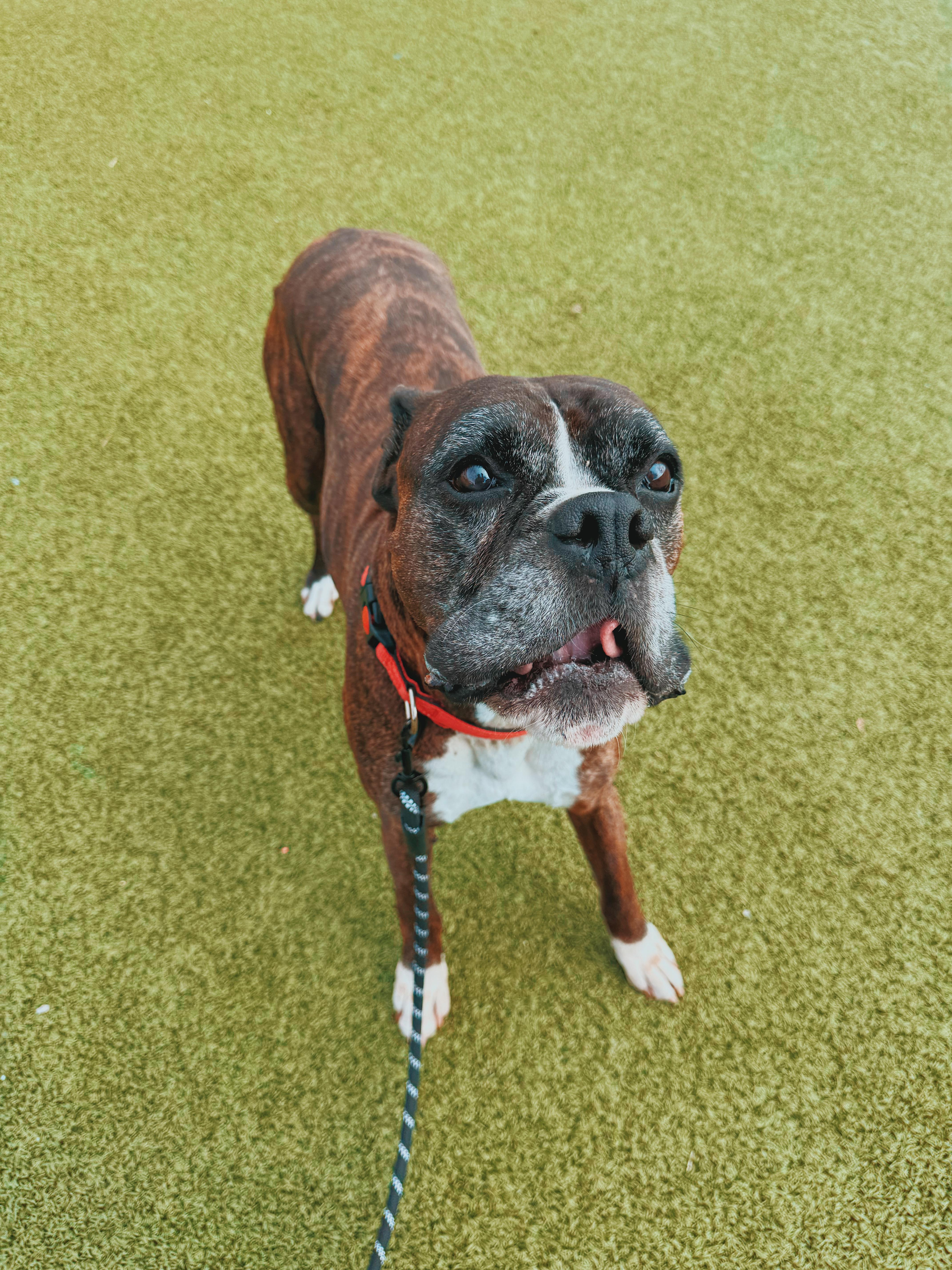 Enlarge Hank, a Adoptable Boxer in Hays, KS image 4/6