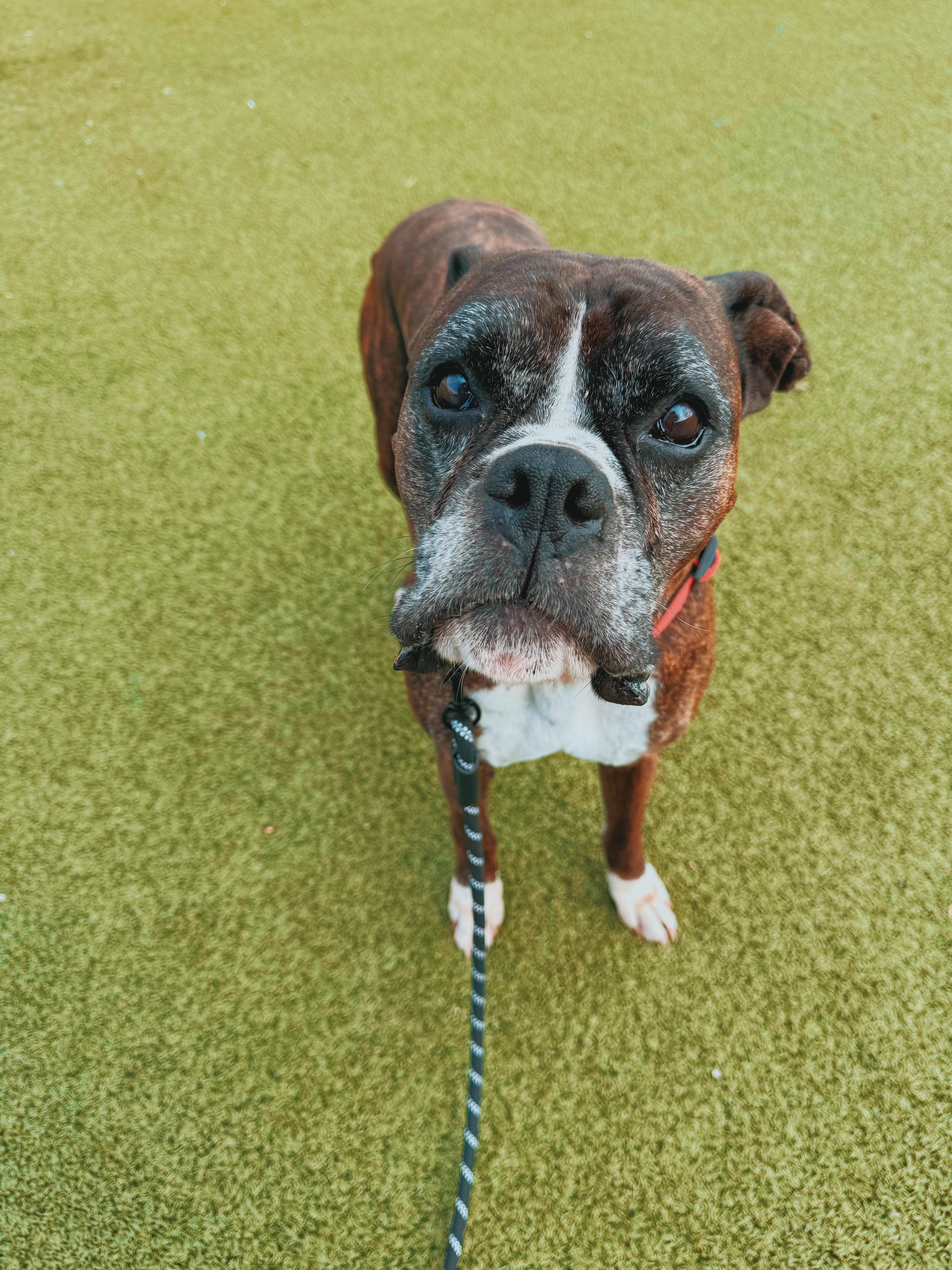 Enlarge Hank, a Adoptable Boxer in Hays, KS image 5/6