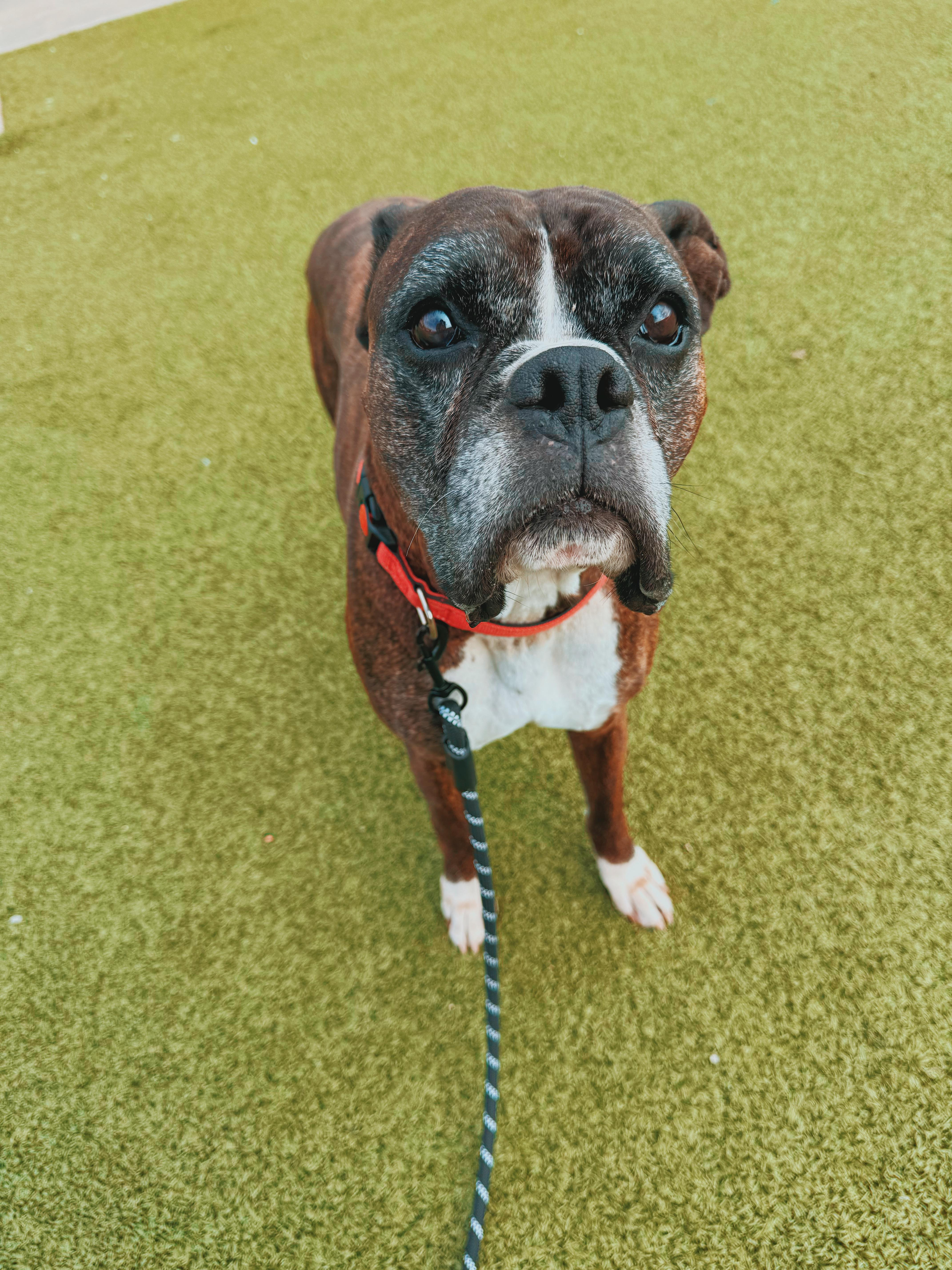 Hank, Adoptable, Senior Male Boxer.