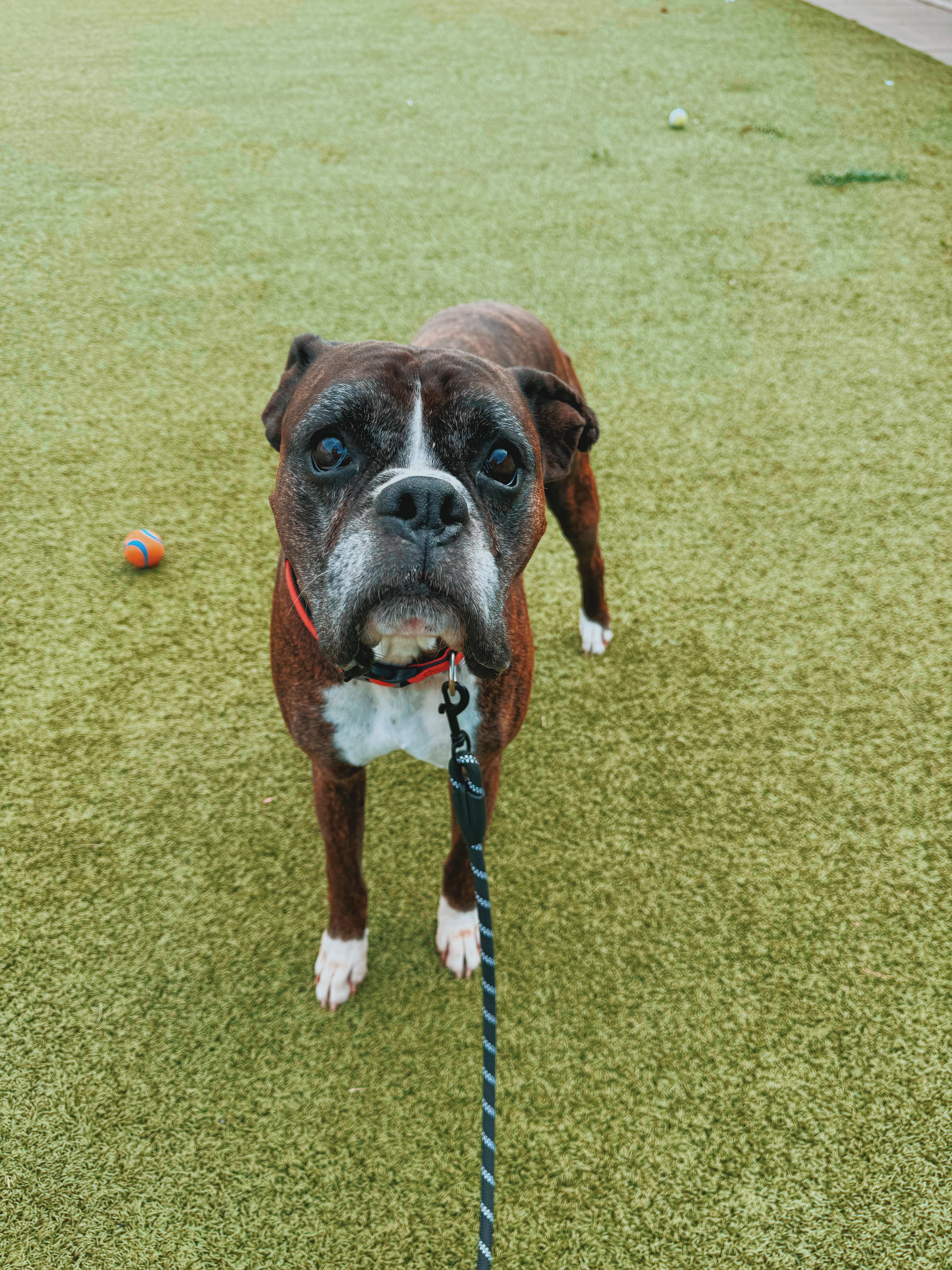 Enlarge Hank, a Adoptable Boxer in Hays, KS image 2/6