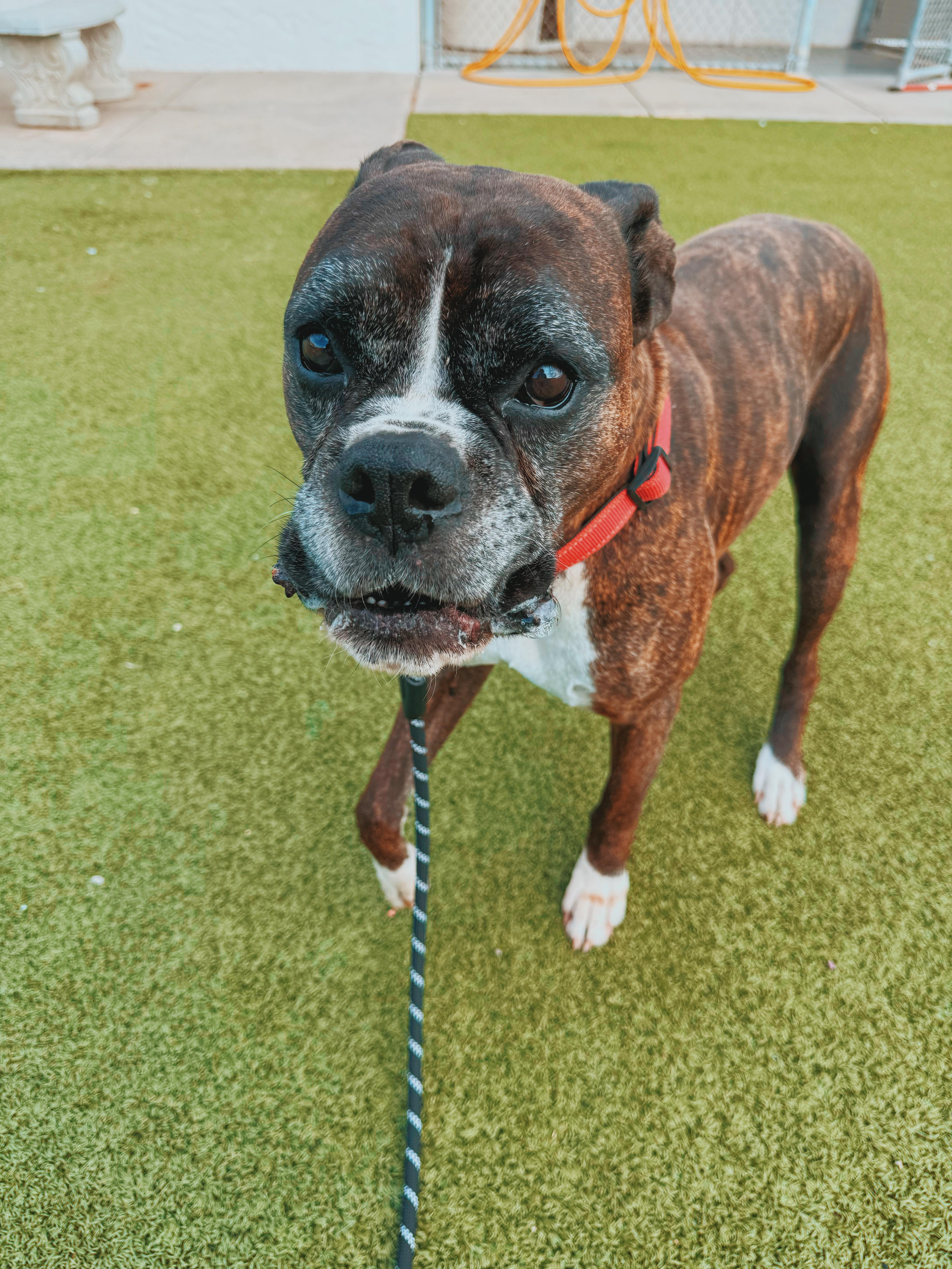 Enlarge Hank, a Adoptable Boxer in Hays, KS image 6/6