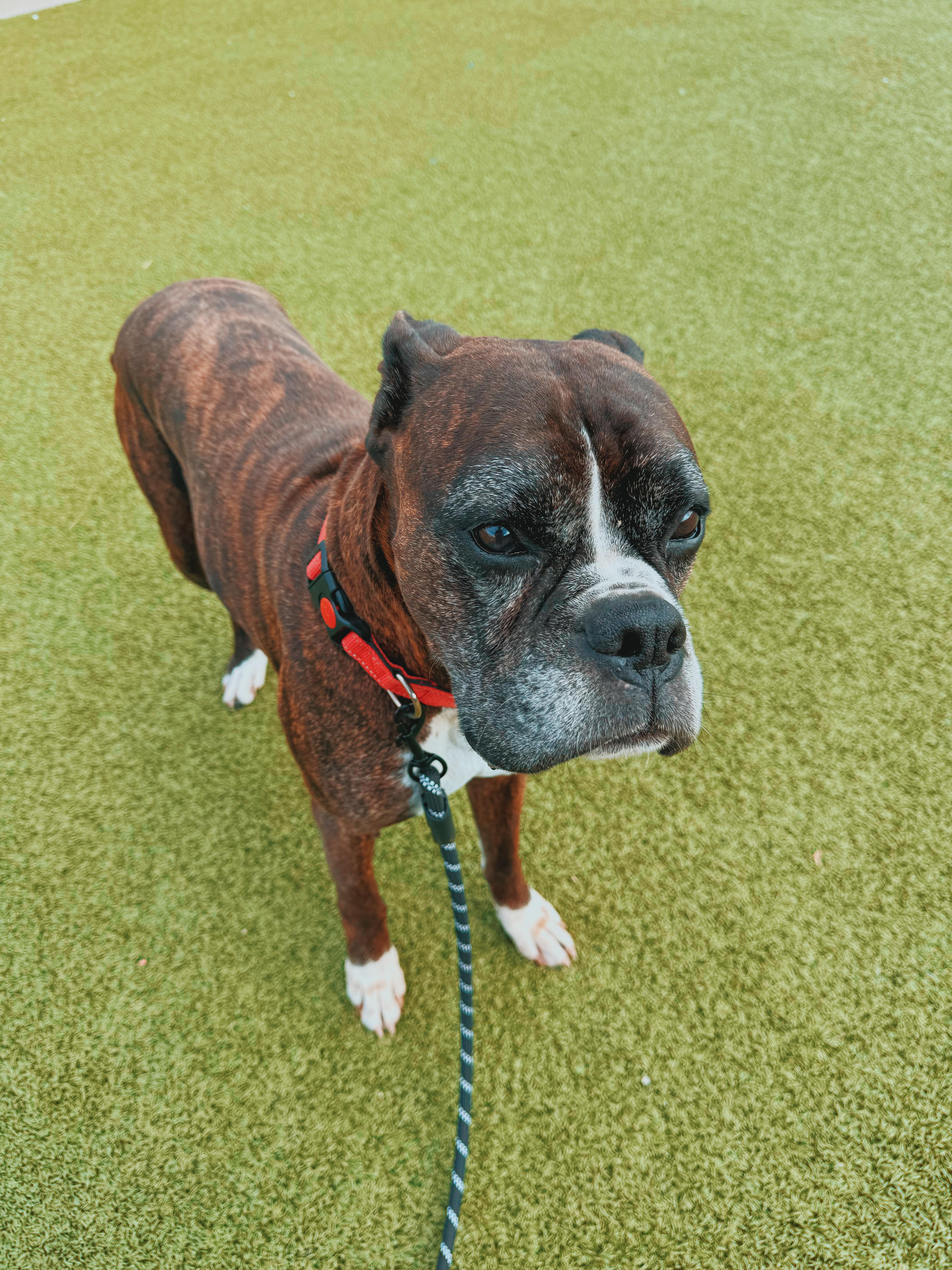 Enlarge Hank, a Adoptable Boxer in Hays, KS image 3/6
