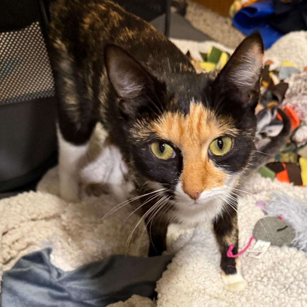 Kona (Wii Play Fishing), a Adoptable Domestic Short Hair in Germantown, MD image 1/4