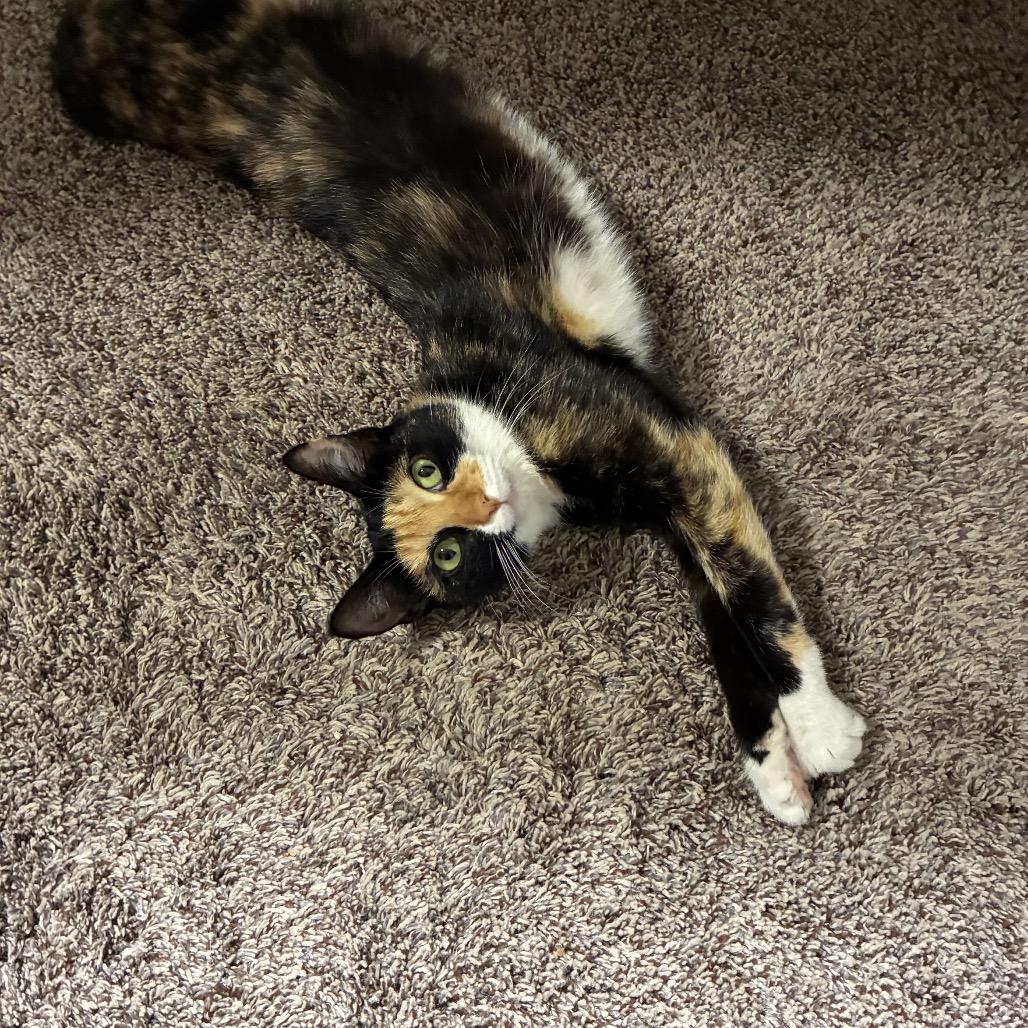 Kona (Wii Play Fishing), a Adoptable Domestic Short Hair in Germantown, MD image 2/4