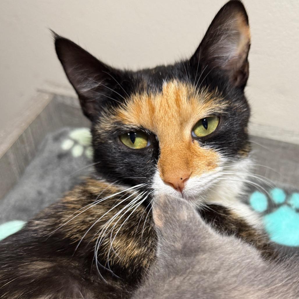 Kona (Wii Play Fishing), a Adoptable Domestic Short Hair in Germantown, MD image 3/4