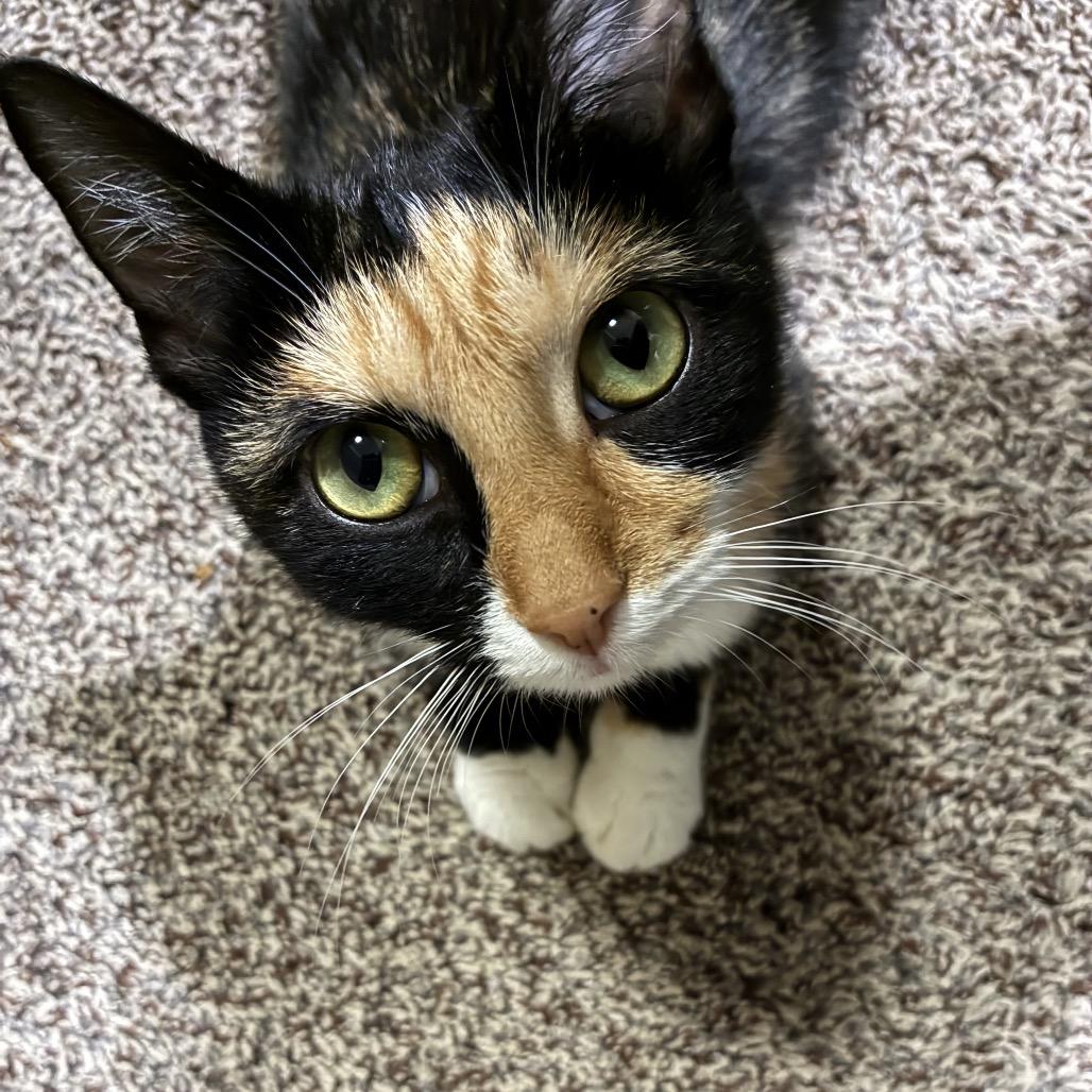 Kona (Wii Play Fishing), a Adoptable Domestic Short Hair in Germantown, MD image 4/4