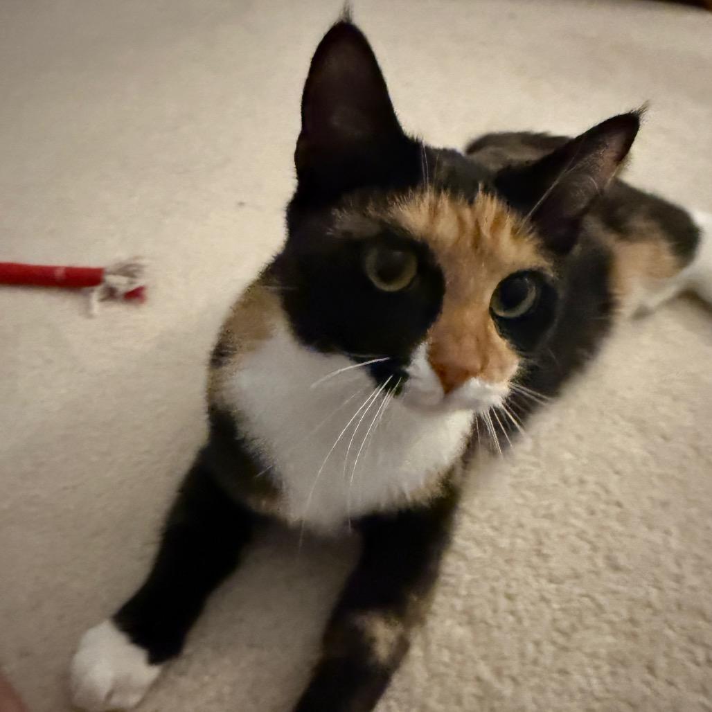 Kona (Wii Play Fishing), Adoptable, Young Female Domestic Short Hair.