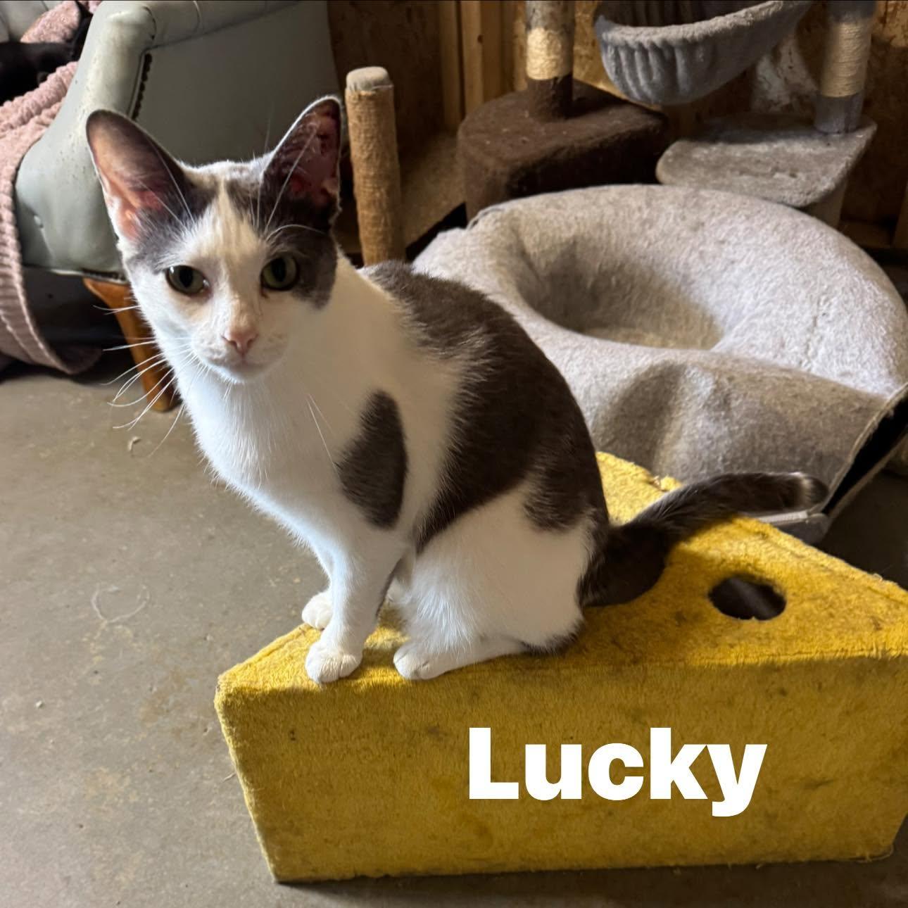 Lucky, ADOPTABLE, Adult Male Domestic Short Hair.