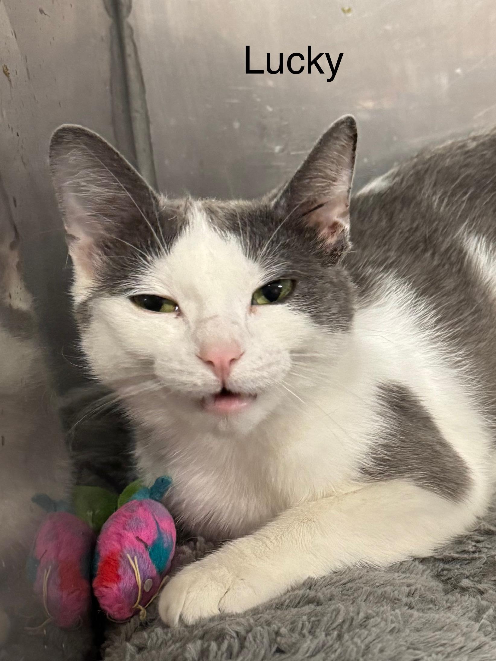 Lucky, ADOPTABLE, Adult Male Domestic Short Hair.