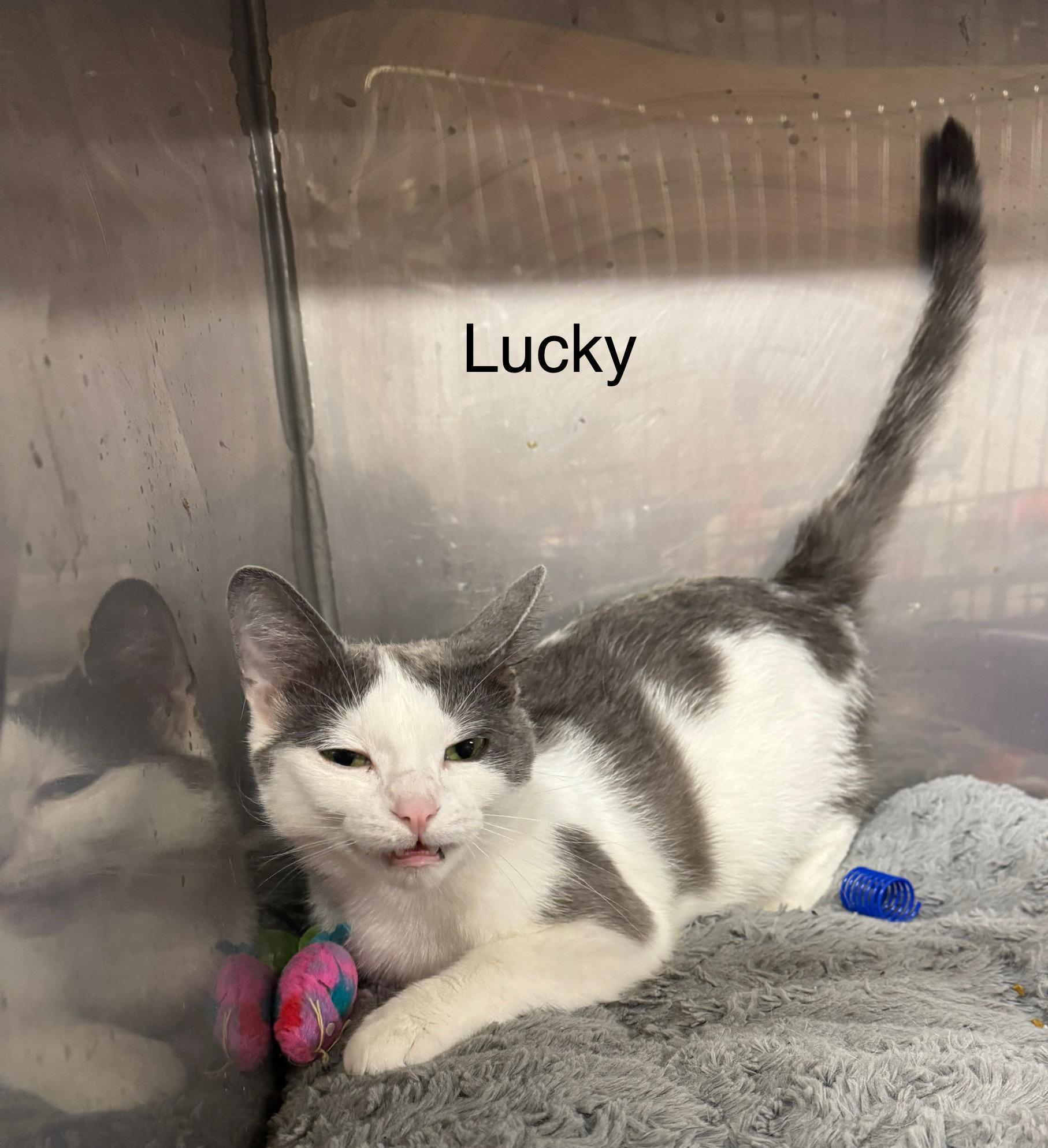 Lucky, a ADOPTABLE Domestic Short Hair in Ludington, MI image 2/2