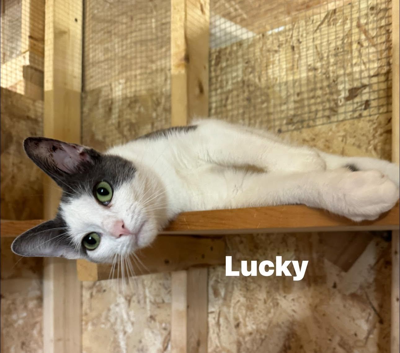 Enlarge Lucky, a ADOPTABLE Domestic Short Hair in Ludington, MI image 2/5