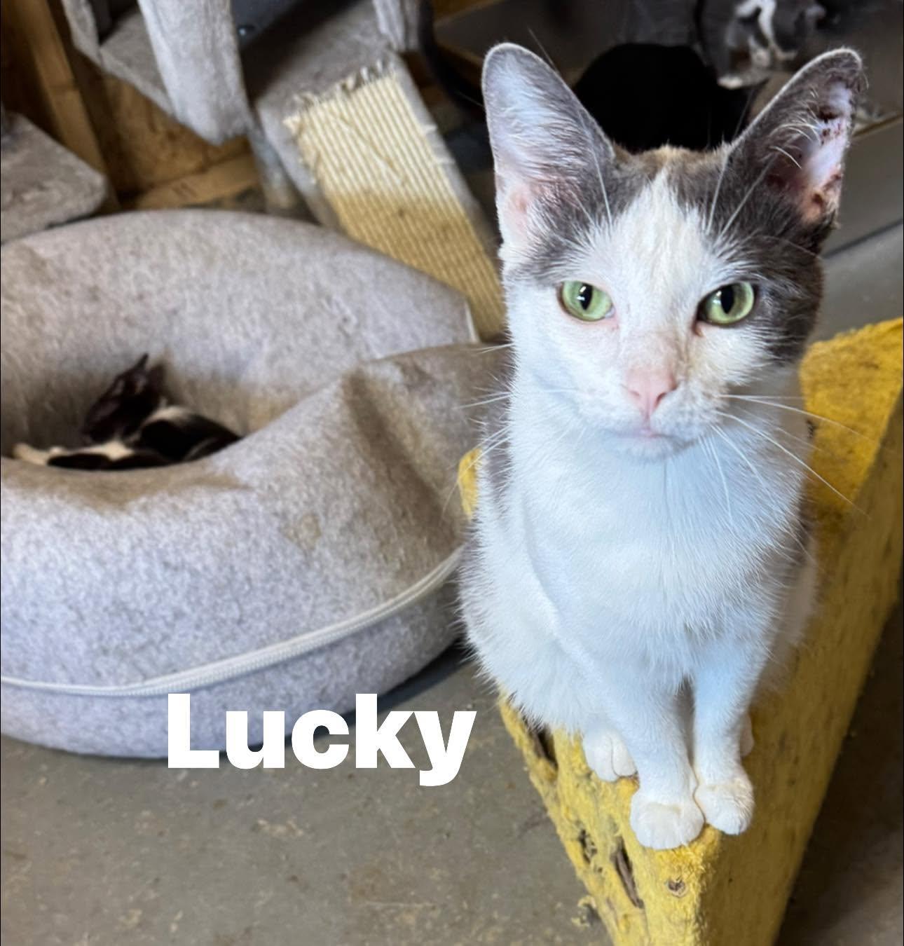 Enlarge Lucky, a ADOPTABLE Domestic Short Hair in Ludington, MI image 3/5