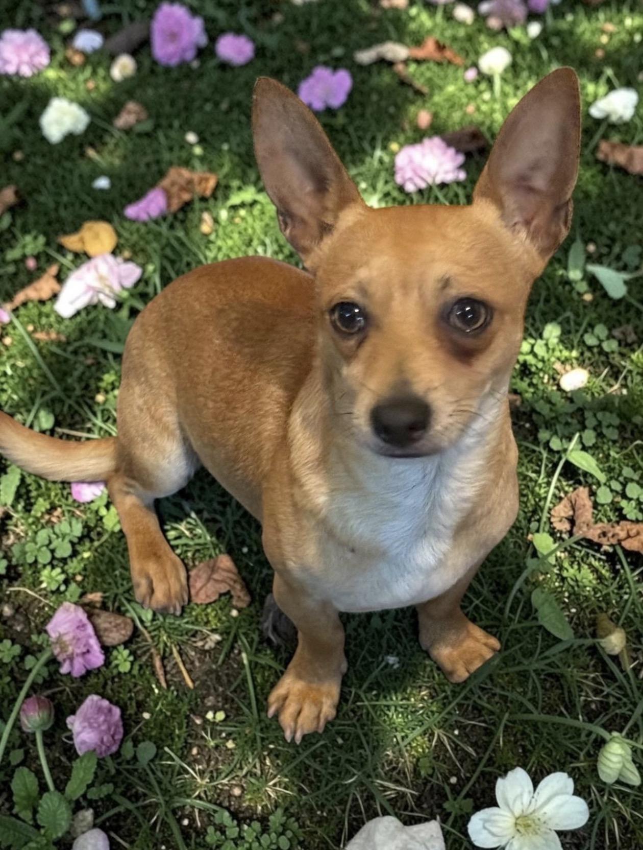 Enlarge Biscuit, a ADOPTABLE mixed breed in Oceanside, CA image 1/1