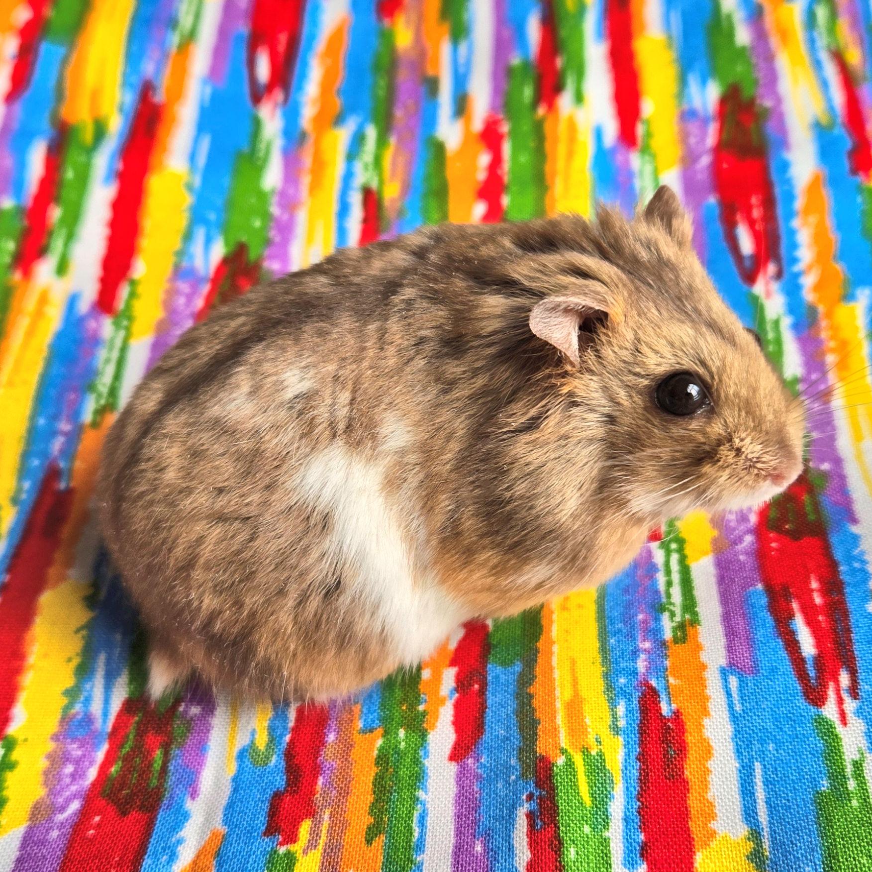 Enlarge Cadbury, an adopted Dwarf Hamster in Boyertown, PA image 5/6