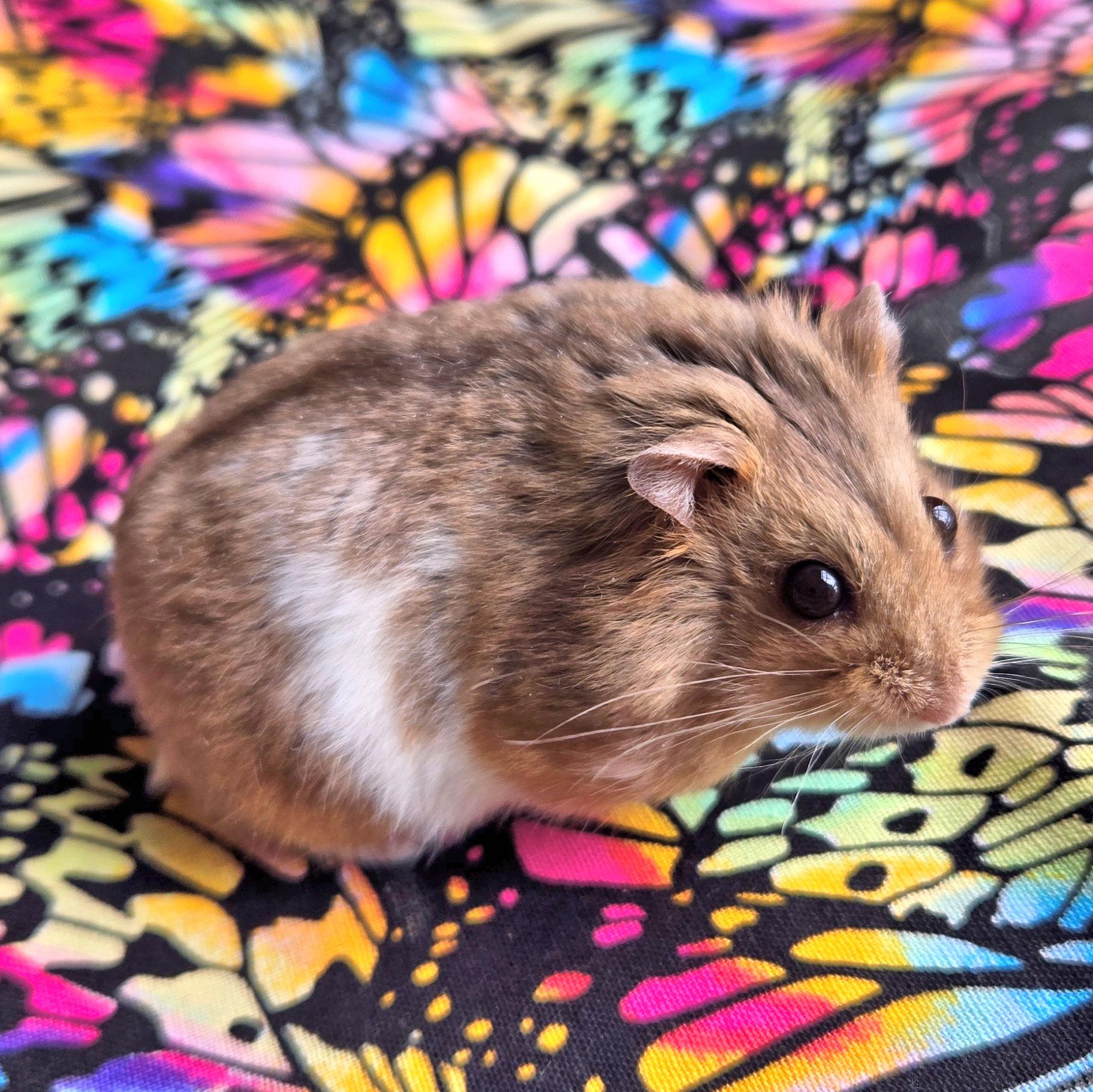Enlarge Cadbury, an adopted Dwarf Hamster in Boyertown, PA image 6/6