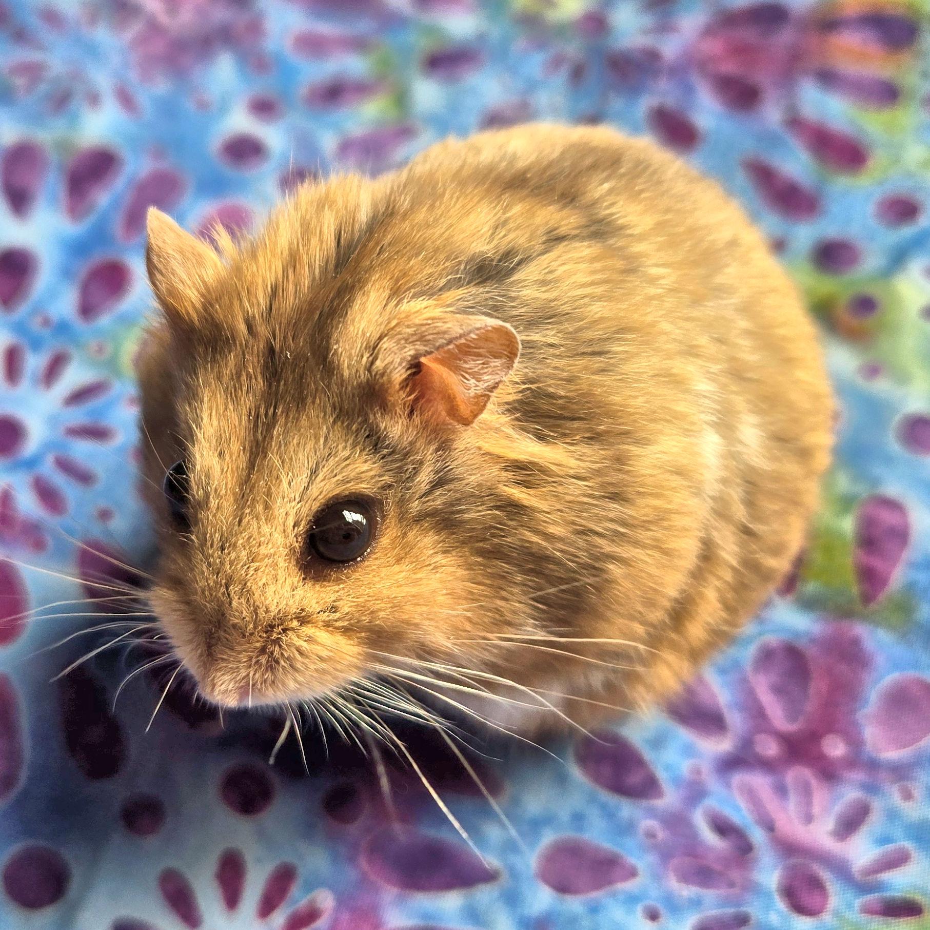 Enlarge Cadbury, an adopted Dwarf Hamster in Boyertown, PA image 4/6