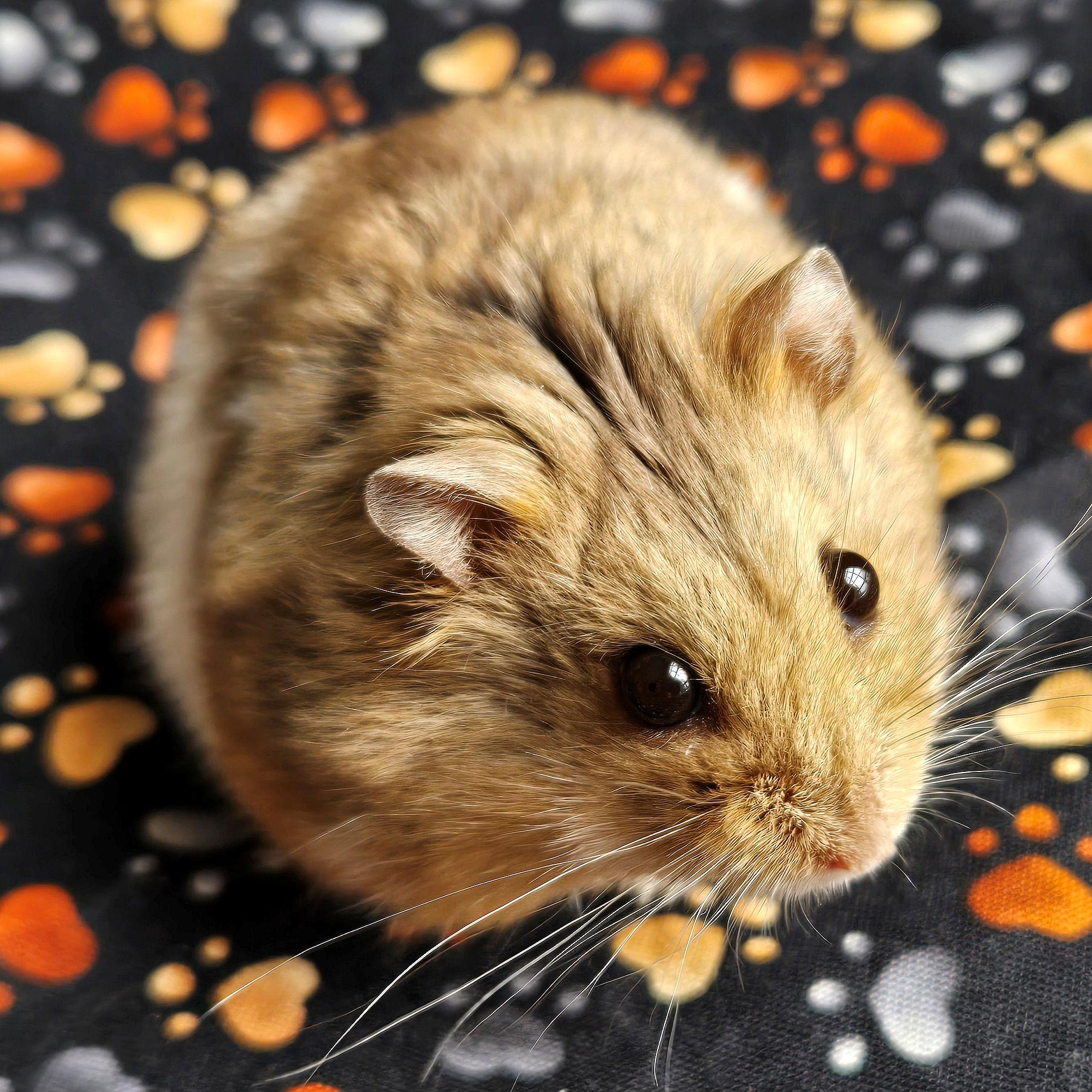 Enlarge Cadbury, an adopted Dwarf Hamster in Boyertown, PA image 3/6