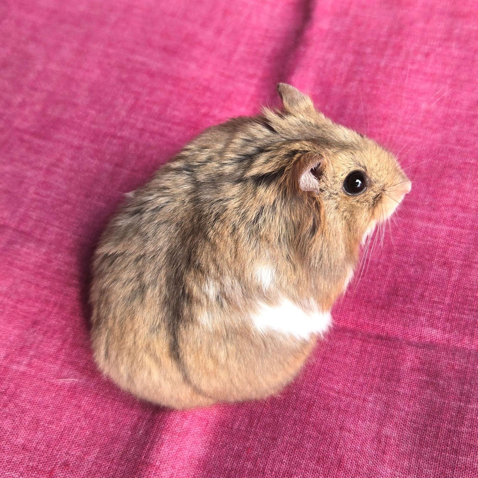 Enlarge Cadbury, an adopted Dwarf Hamster in Boyertown, PA image 2/6