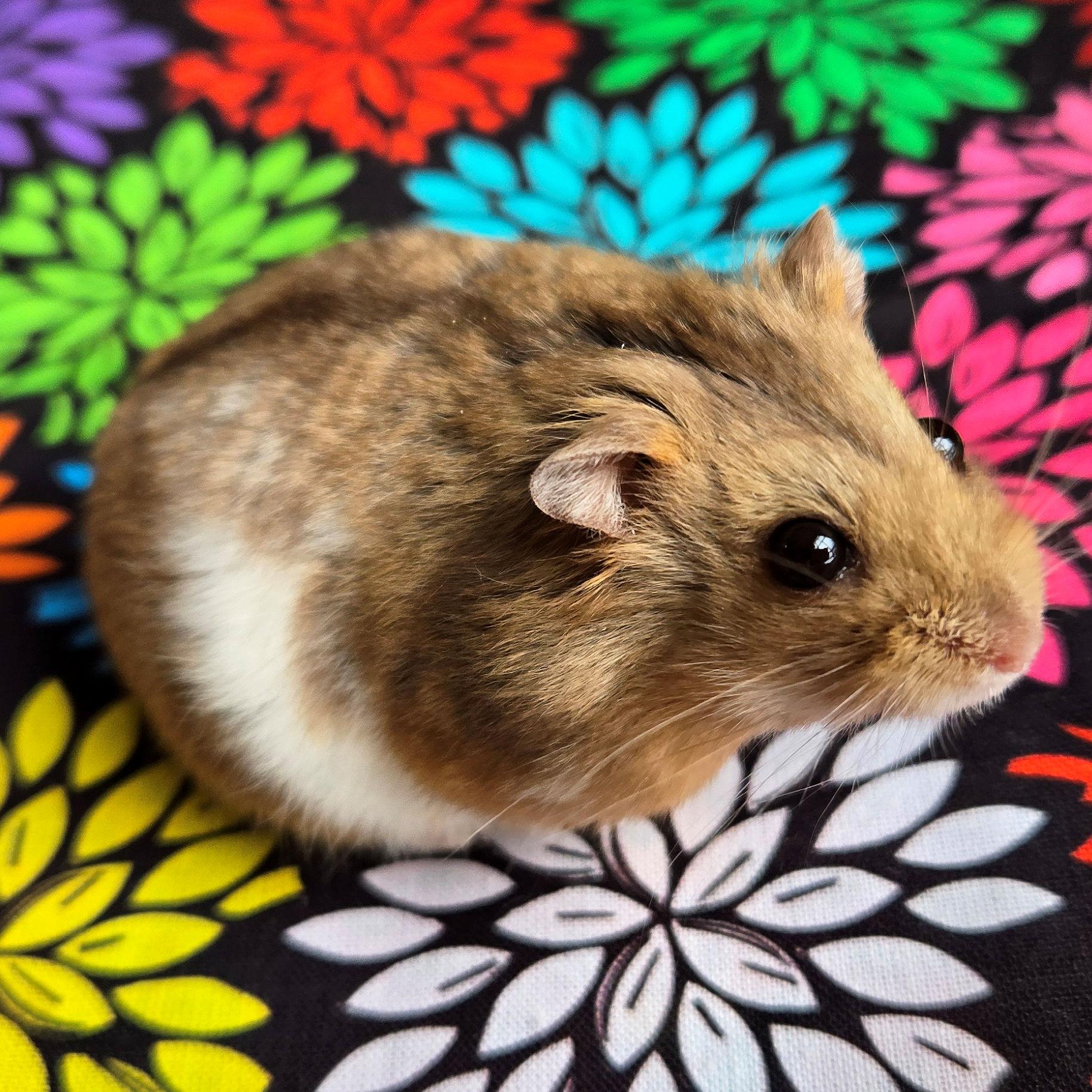 Cadbury, adopted, Young Female Dwarf Hamster.