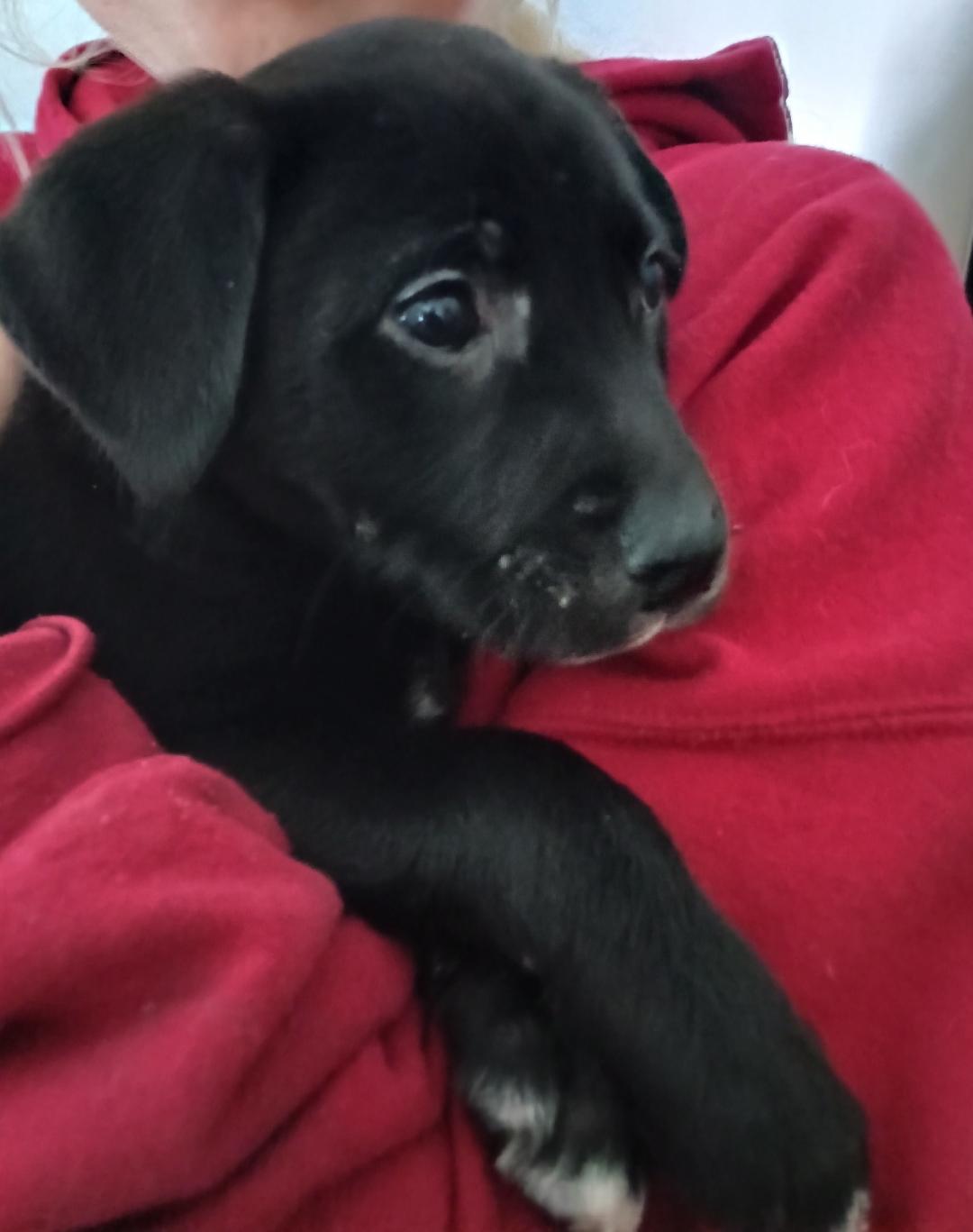 Ruffles, ADOPTABLE, Puppy Male Black Labrador Retriever & Spaniel.