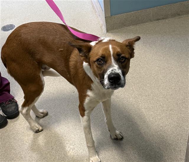 MILO, Adoptable, Adult Male Mixed Breed.