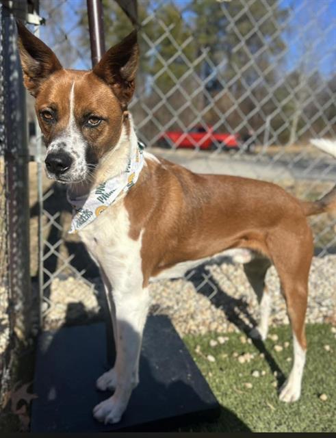Enlarge MILO, a Adoptable Mixed Breed in Newton, NC image 1/1