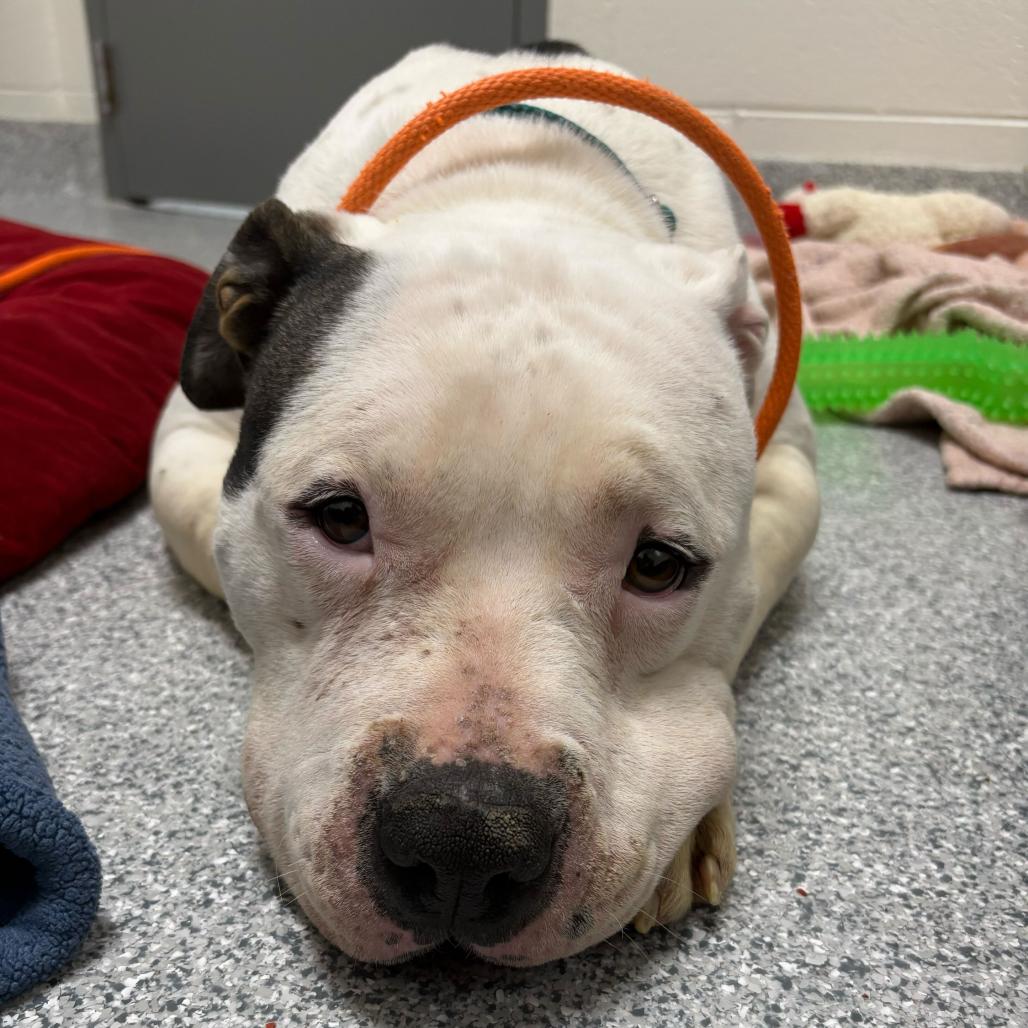 Darla, a Adoptable American Staffordshire Terrier in Grand Rapids, MI image 1/3