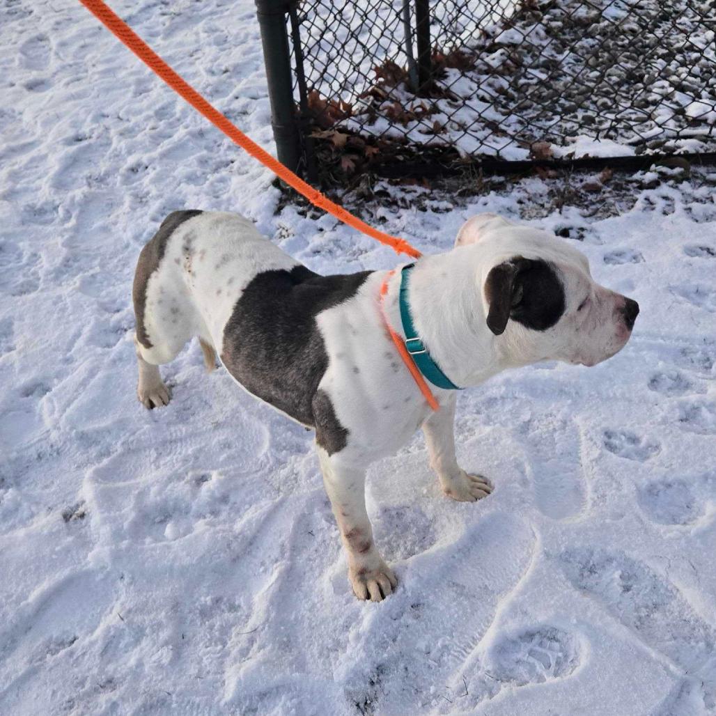 Darla, a Adoptable American Staffordshire Terrier in Grand Rapids, MI image 2/3