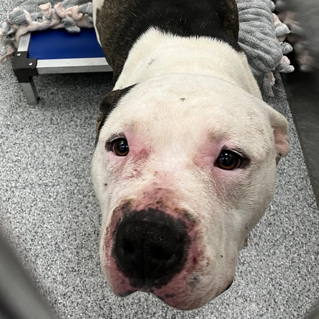 Darla, a Adoptable American Staffordshire Terrier in Grand Rapids, MI image 3/3