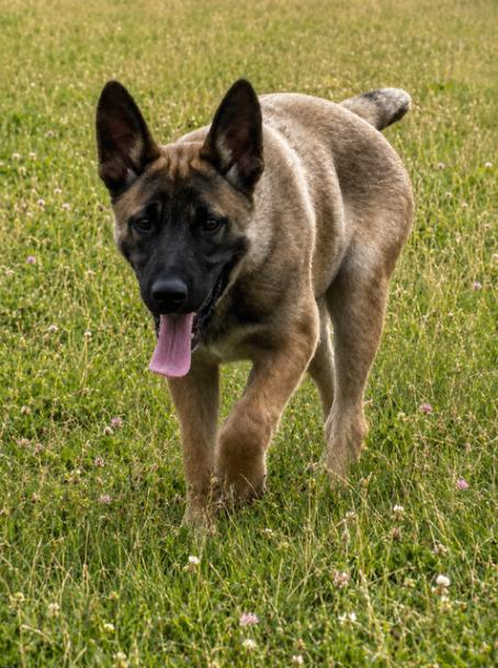 Ender, a Adoptable mixed breed in Seattle, WA image 1/6