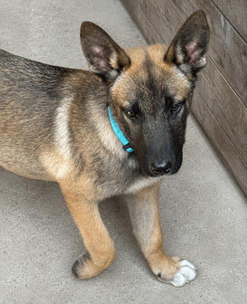 Ender, a Adoptable mixed breed in Seattle, WA image 3/6