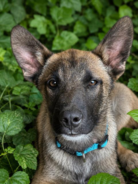 Ender, a Adoptable mixed breed in Seattle, WA image 6/6