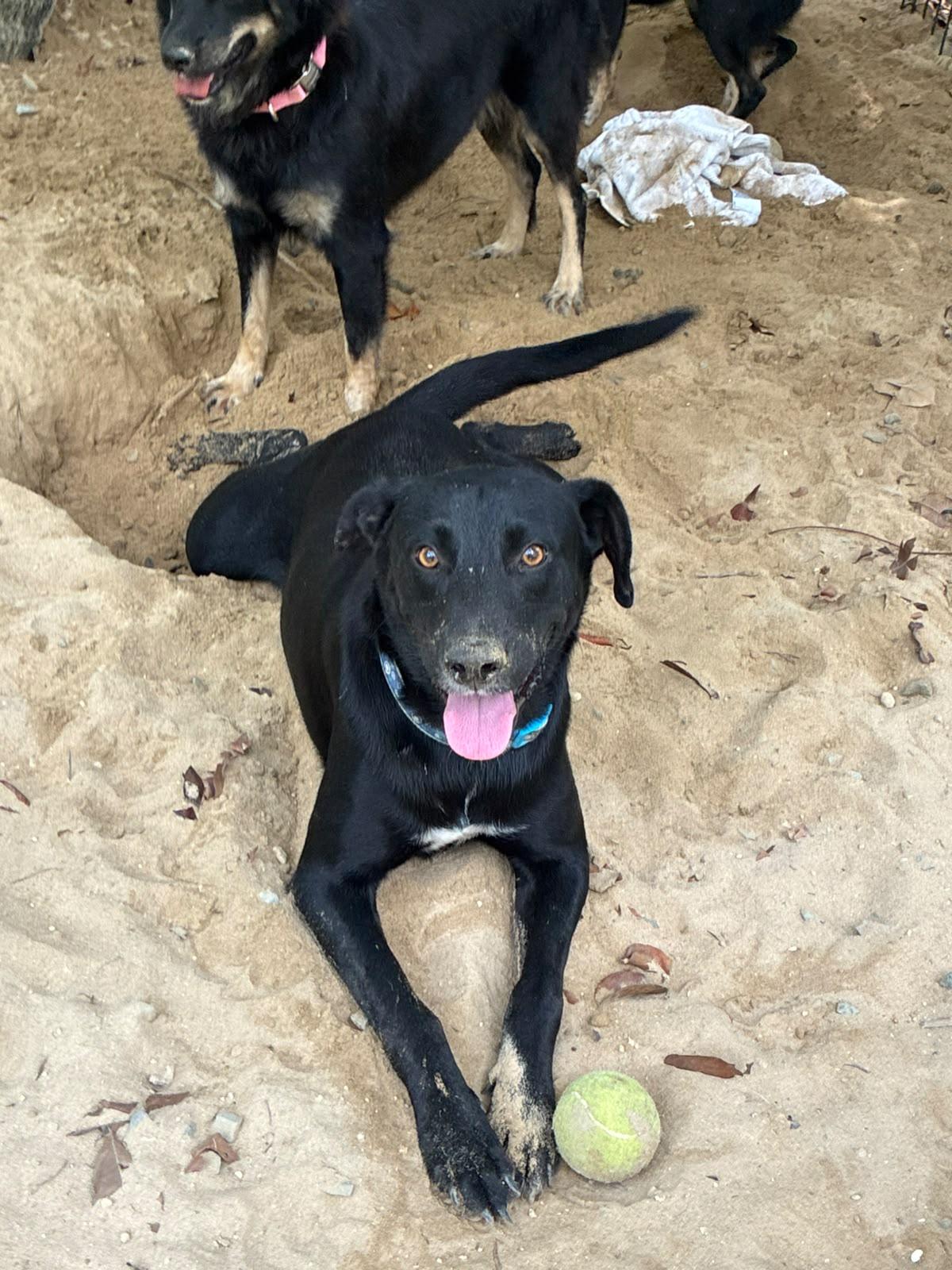 Enlarge Congo, a Adoptable mixed breed in Rio Grande , PR image 2/5