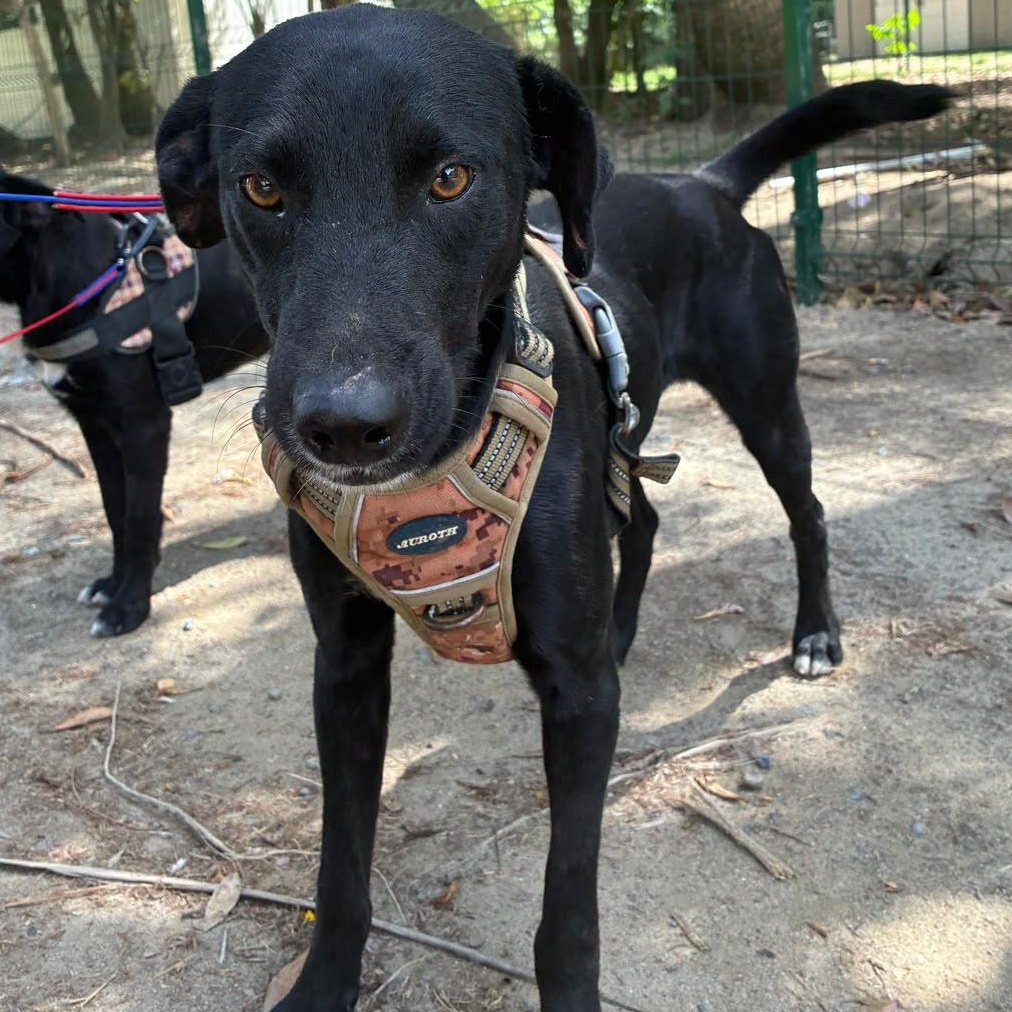 Congo, Adoptable, Adult Male Black Labrador Retriever.