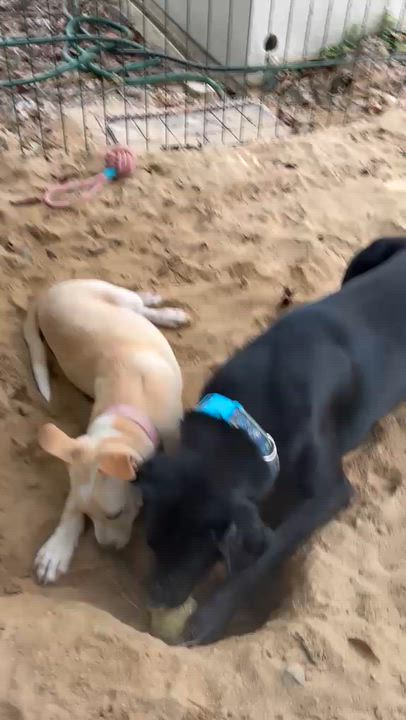 Enlarge Congo, a Adoptable mixed breed in Rio Grande , PR video 5/5