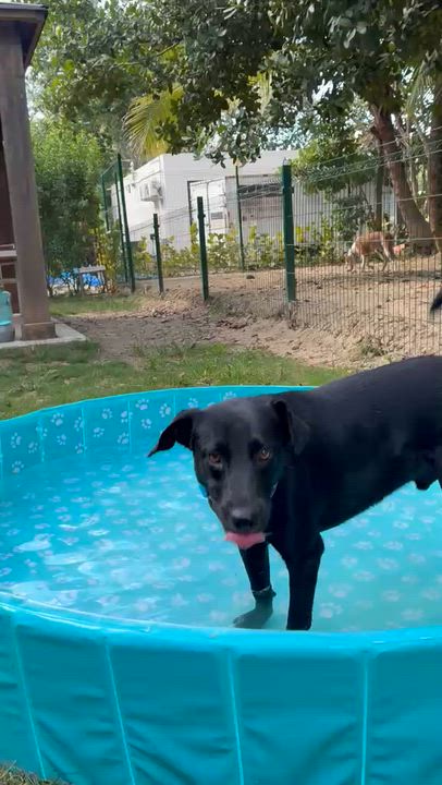 Enlarge Congo, a Adoptable mixed breed in Rio Grande , PR video 3/5