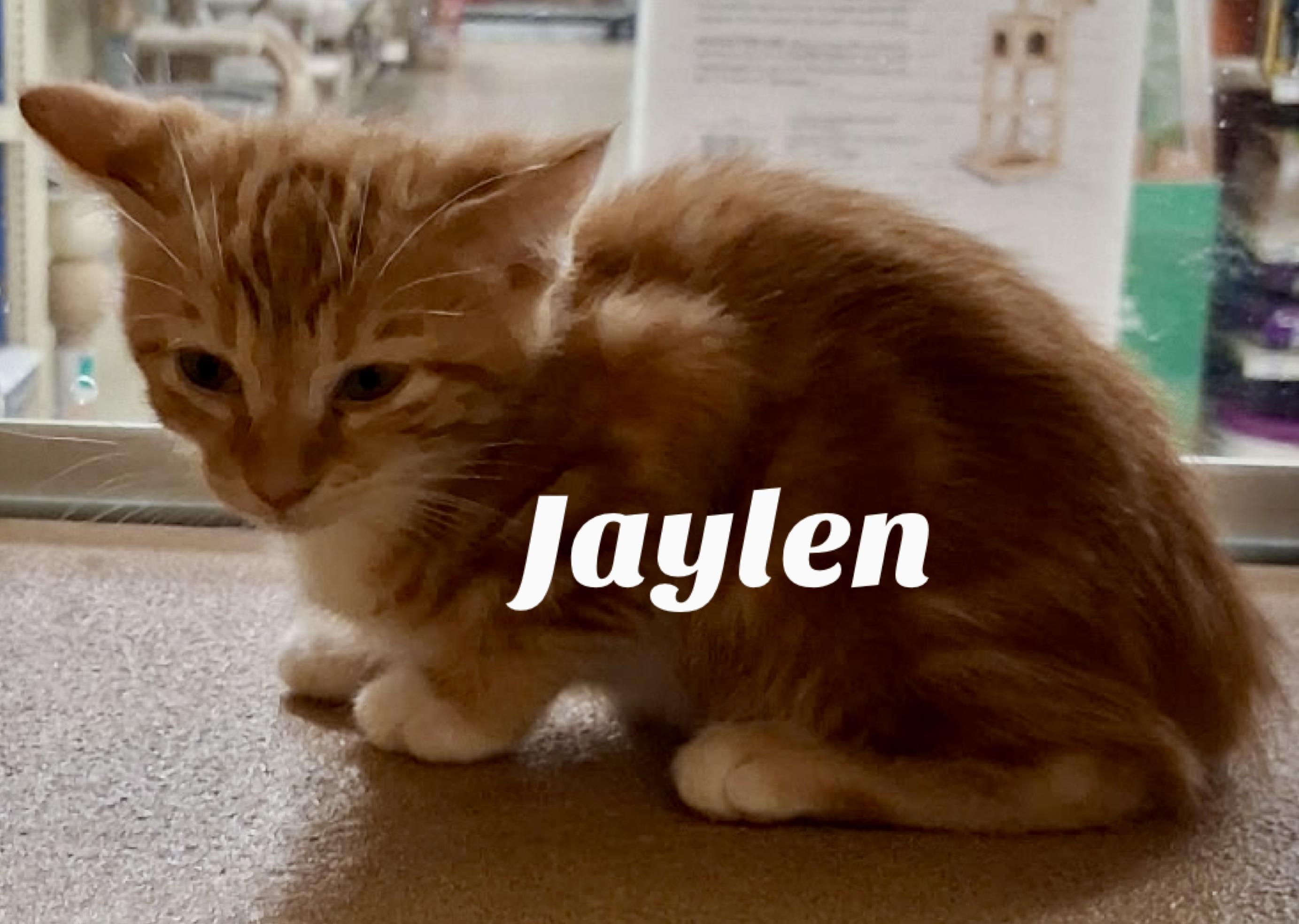 Jaylen