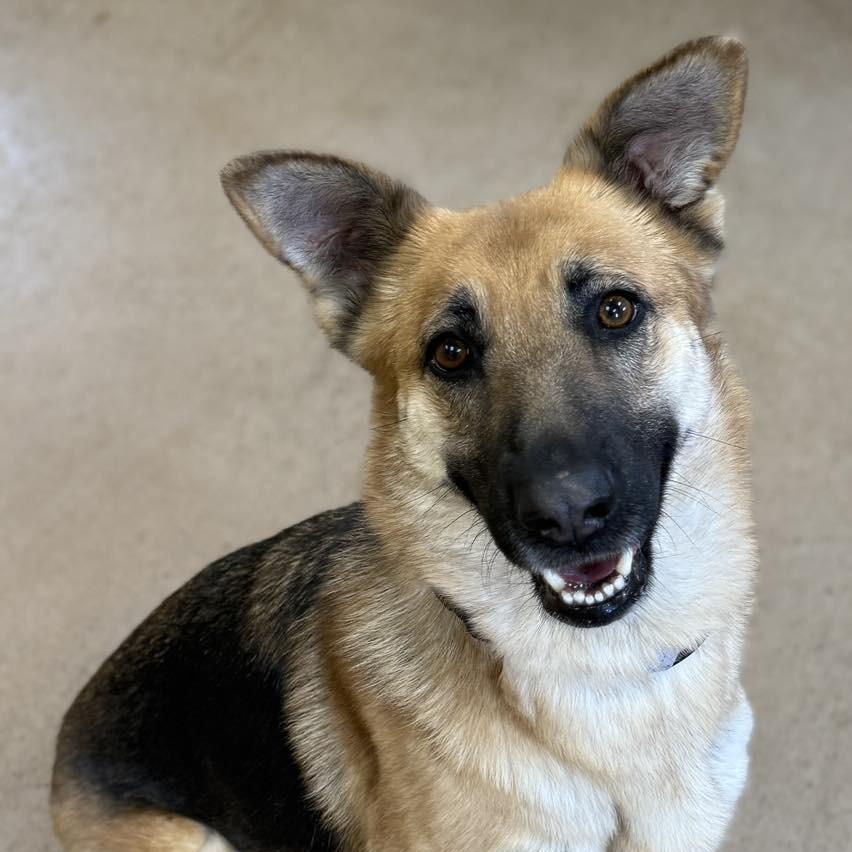Suki, Adoptable, Adult Female German Shepherd Dog.