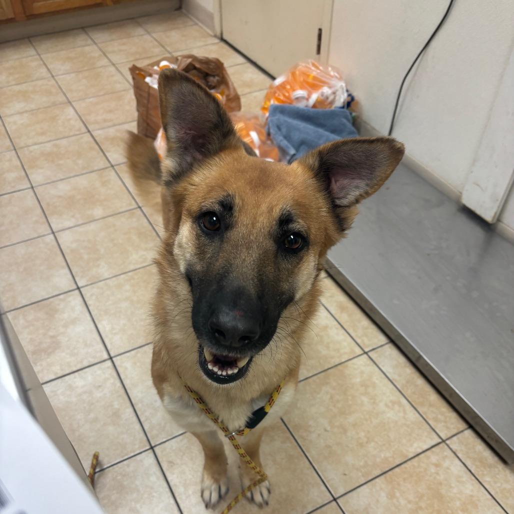 Suki, a Adoptable German Shepherd Dog in Pekin, IL image 2/6
