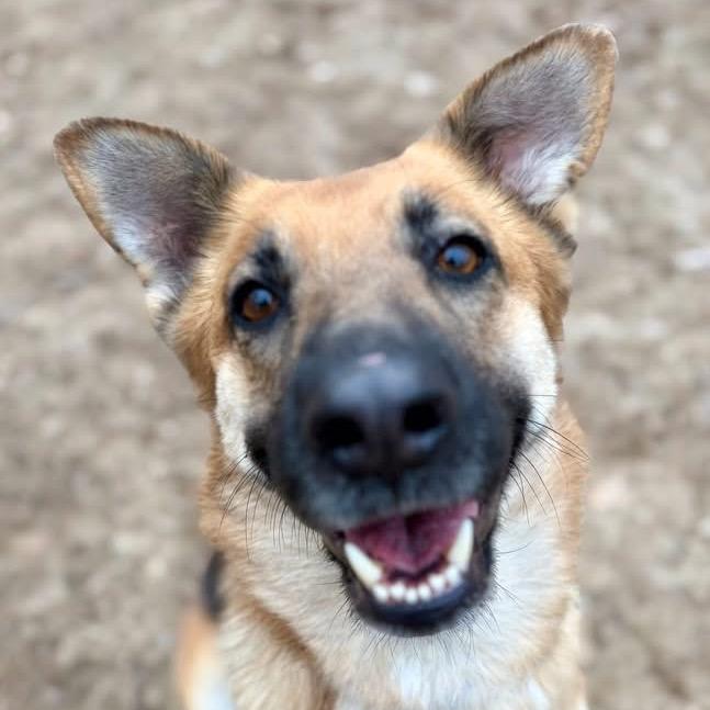 Suki, a Adoptable German Shepherd Dog in Pekin, IL image 3/6