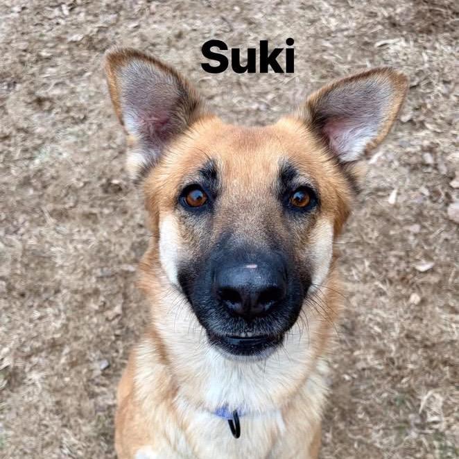 Suki, a Adoptable German Shepherd Dog in Pekin, IL image 4/6